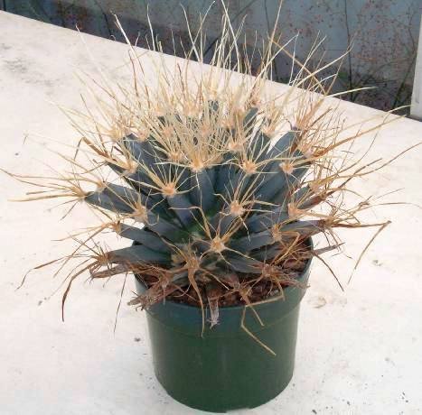 Leuchtenbergia_principis